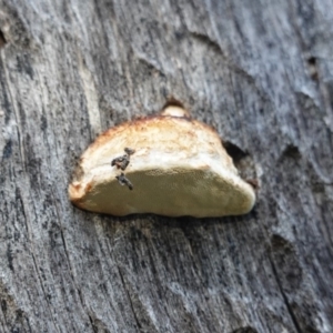 Truncospora ochroleuca at Deakin, ACT - 24 Jul 2019