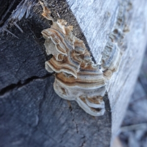 Trametes versicolor at Deakin, ACT - 24 Jul 2019