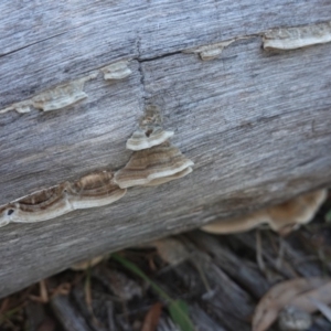 Trametes versicolor at Deakin, ACT - 24 Jul 2019