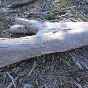 Trametes versicolor at Deakin, ACT - 24 Jul 2019