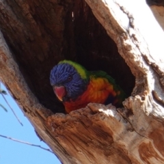 Trichoglossus moluccanus (Rainbow Lorikeet) at Hughes, ACT - 24 Jul 2019 by JackyF