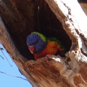 Trichoglossus moluccanus at Hughes, ACT - 24 Jul 2019