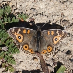 Junonia villida (Meadow Argus) at Deakin, ACT - 24 Jul 2019 by JackyF