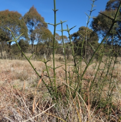 Discaria pubescens (Australian Anchor Plant) at Mount Clear, ACT - 6 Jul 2019 by RobParnell