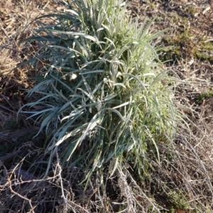 Senecio quadridentatus at Hughes, ACT - 24 Jul 2019 04:31 PM