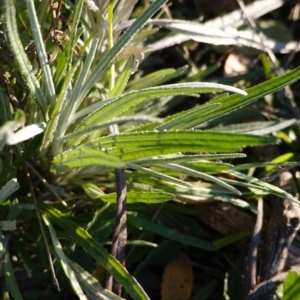 Senecio quadridentatus at Hughes, ACT - 24 Jul 2019 04:31 PM