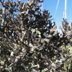 Melicytus angustifolius subsp. divaricatus at Nimmitabel, NSW - 23 Jul 2019