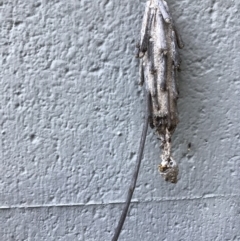 Metura elongatus (Saunders' case moth) at Doonan, QLD - 24 Jul 2019 by JBudgie