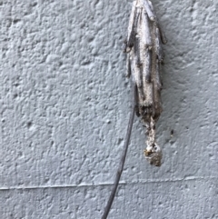 Metura elongatus (Saunders' Case Moth) at Doonan, QLD - 24 Jul 2019 by JBudgie