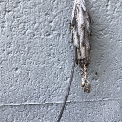 Metura elongatus (Saunders' Case Moth) at Doonan, QLD - 24 Jul 2019 by JBudgie
