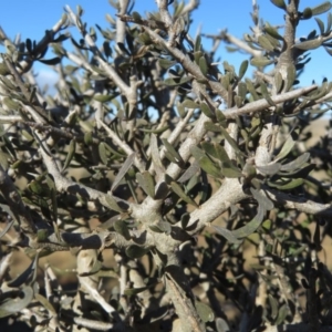 Melicytus angustifolius subsp. divaricatus at Rock Flat, NSW - 23 Jul 2019