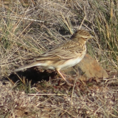 Alauda arvensis (Eurasian Skylark) at Rock Flat, NSW - 23 Jul 2019 by RobParnell