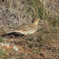 Alauda arvensis at Rock Flat, NSW - 23 Jul 2019