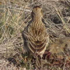 Alauda arvensis at Rock Flat, NSW - 23 Jul 2019