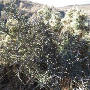 Melicytus angustifolius subsp. divaricatus at Rock Flat, NSW - 23 Jul 2019