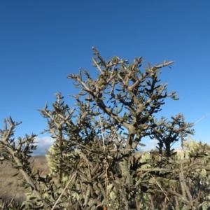 Melicytus angustifolius subsp. divaricatus at Rock Flat, NSW - 23 Jul 2019 03:17 PM