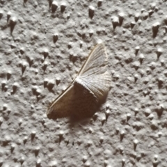 Scopula optivata at Peregian Beach, QLD - 24 Jul 2019 by AaronClausen