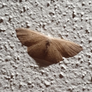 Geometridae (family) ADULT at Peregian Beach, QLD - 24 Jul 2019 06:18 PM