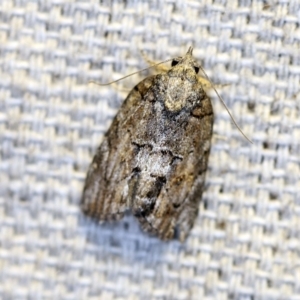Nanaguna clopaea at O'Connor, ACT - 14 Oct 2018 09:24 PM