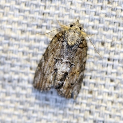 Nanaguna clopaea (a Sarrothripinae moth) at O'Connor, ACT - 14 Oct 2018 by ibaird