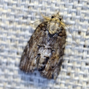 Nanaguna clopaea at O'Connor, ACT - 14 Oct 2018 09:24 PM