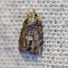 Nanaguna clopaea at O'Connor, ACT - 14 Oct 2018 09:24 PM