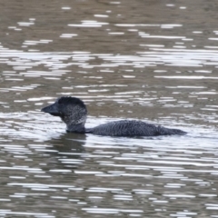 Biziura lobata (Musk Duck) at Michelago, NSW - 19 Jul 2019 by Illilanga