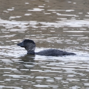 Biziura lobata at Michelago, NSW - 19 Jul 2019 04:54 PM