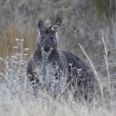 Osphranter robustus robustus (Eastern Wallaroo) at Michelago, NSW - 19 Jul 2019 by Illilanga