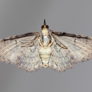 Chloroclystis filata at Evatt, ACT - 4 Dec 2017 09:29 AM