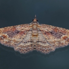 Chloroclystis filata at Evatt, ACT - 4 Dec 2017