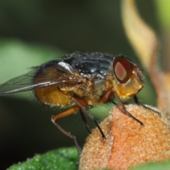 Calliphora sp. (genus) (Unidentified blowfly) at Evatt, ACT - 1 Dec 2017 by TimL