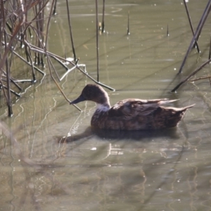 Anas platyrhynchos at Phillip, ACT - 25 Jul 2019 11:11 AM