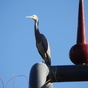 Egretta novaehollandiae at Phillip, ACT - 25 Jul 2019 11:09 AM