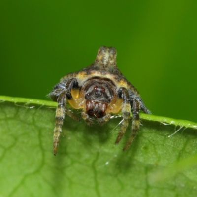 Dolophones turrigera (Turret spider) at Evatt, ACT - 1 Dec 2017 by TimL