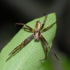 Salsa fuliginata (Sooty Orb-weaver) at Evatt, ACT - 30 Nov 2017 by TimL