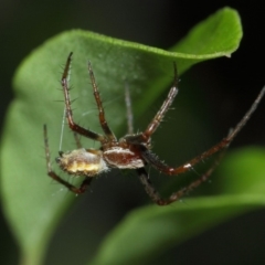 Salsa fuliginata at Evatt, ACT - 1 Dec 2017 04:57 AM