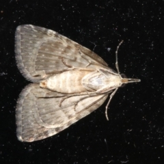 Microdes squamulata (Dark-grey Carpet) at Rosedale, NSW - 29 Mar 2019 by jbromilow50