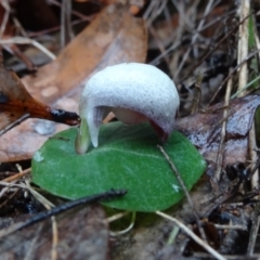 Corybas barbarae (Helmet Orchid, Fairy Lanterns) - 1 Jan 1900 by JoanH