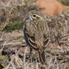 Anthus australis (Australian Pipit) at National Arboretum Forests - 24 Jul 2019 by jbromilow50