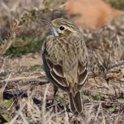 Anthus australis (Australian Pipit) at Molonglo Valley, ACT - 24 Jul 2019 by jbromilow50