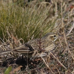 Anthus australis at Molonglo Valley, ACT - 24 Jul 2019