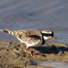 Charadrius melanops (Black-fronted Dotterel) at Molonglo Valley, ACT - 24 Jul 2019 by jb2602