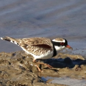 Charadrius melanops at Molonglo Valley, ACT - 24 Jul 2019 01:35 PM