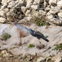 Columba livia (Rock Dove (Feral Pigeon)) at Molonglo Valley, ACT - 24 Jul 2019 by jb2602