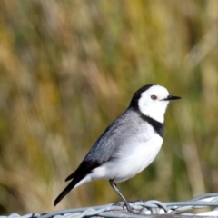 Epthianura albifrons at Molonglo Valley, ACT - 24 Jul 2019