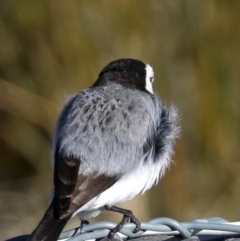 Epthianura albifrons at Molonglo Valley, ACT - 24 Jul 2019