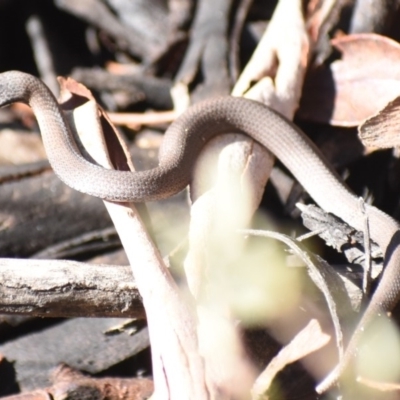 Drysdalia coronoides (White-lipped Snake) at Tennent, ACT - 22 Apr 2019 by BrianLR