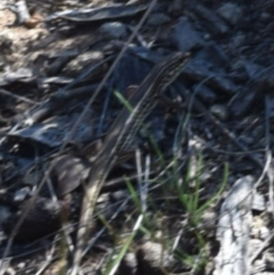 Ctenotus sp. (genus) (A comb-eared skink) at Throsby, ACT - 28 Dec 2018 by BrianHerps