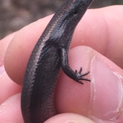 Carinascincus coventryi (Coventry’s Skink) at Cotter River, ACT - 26 Apr 2019 by BrianHerps